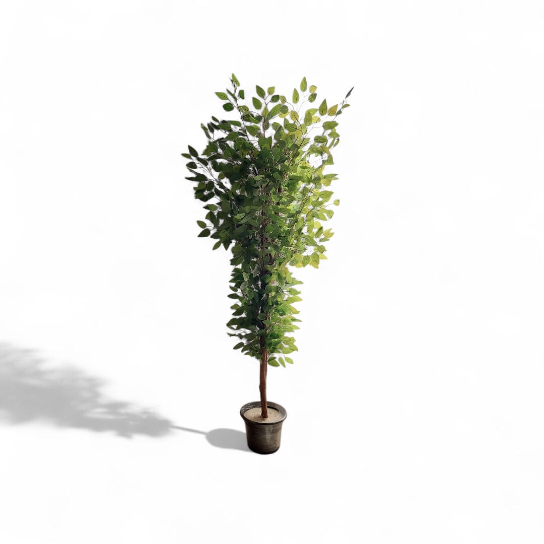 Benjamin tree 3 trunks