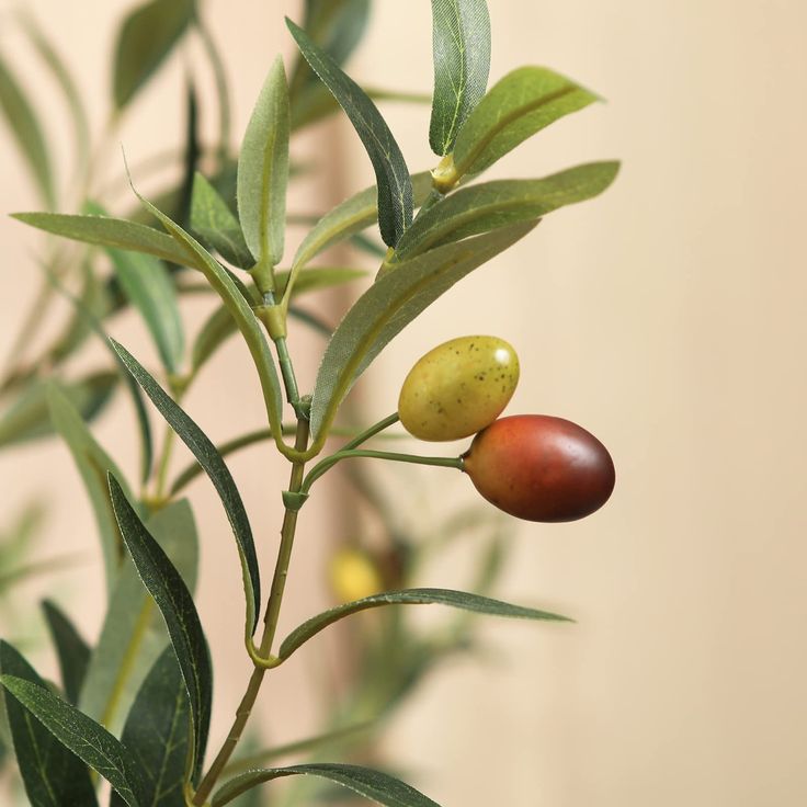 Olive tree | Without bot
