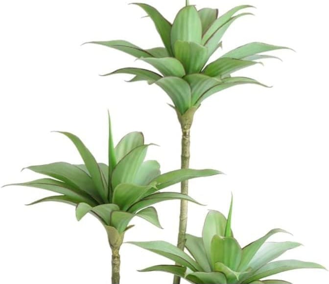 Lotus tree | Without bot