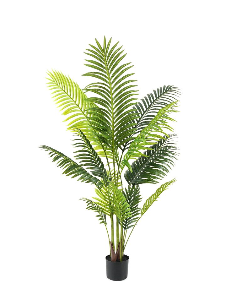 3-trunk cycas tree | Without bot