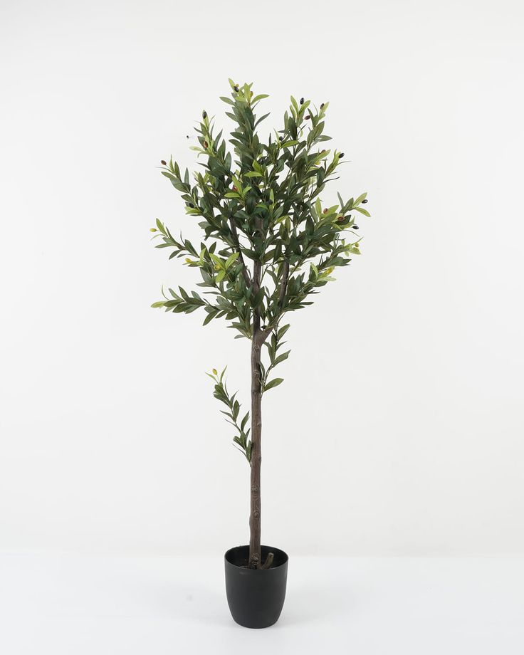 Olive tree | Without bot