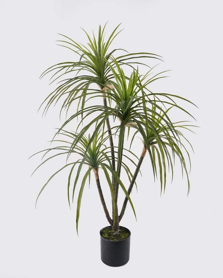 Dracaena tree | Without bot