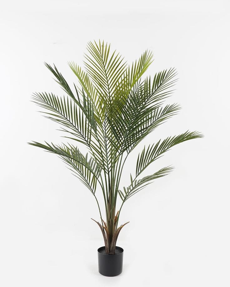 Erica individual tree | Without bot