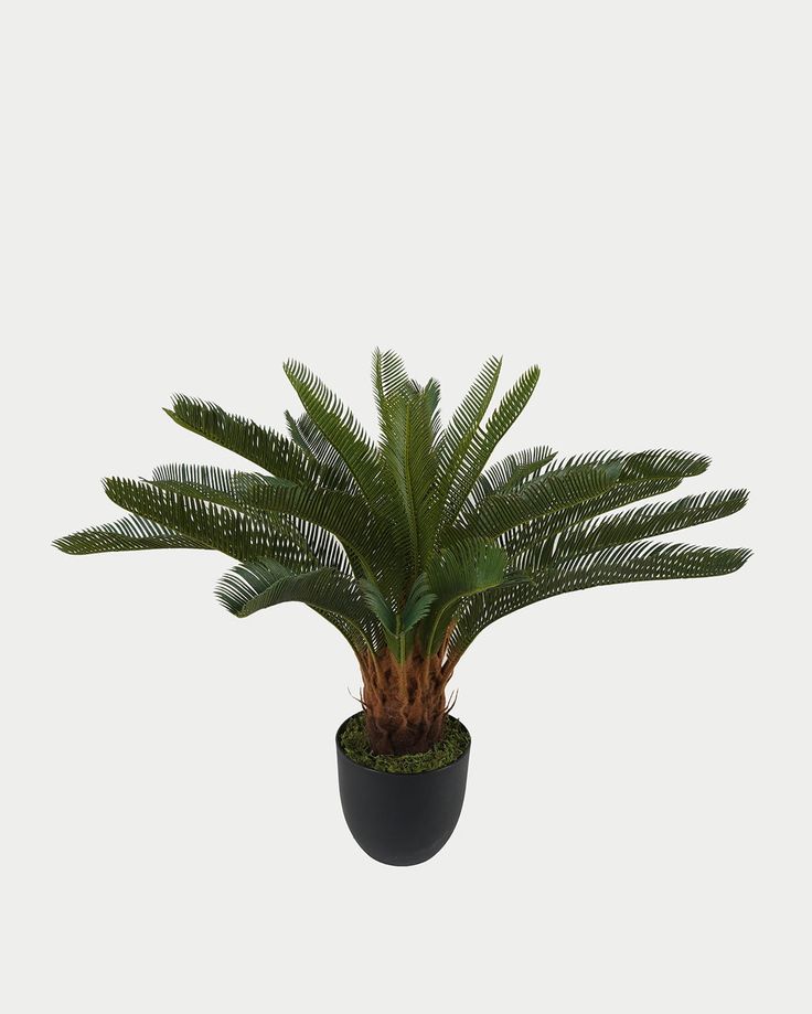 cycas revoluta tree | Without bot