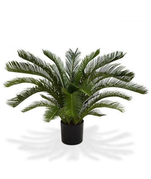 cycas revoluta tree | Without bot