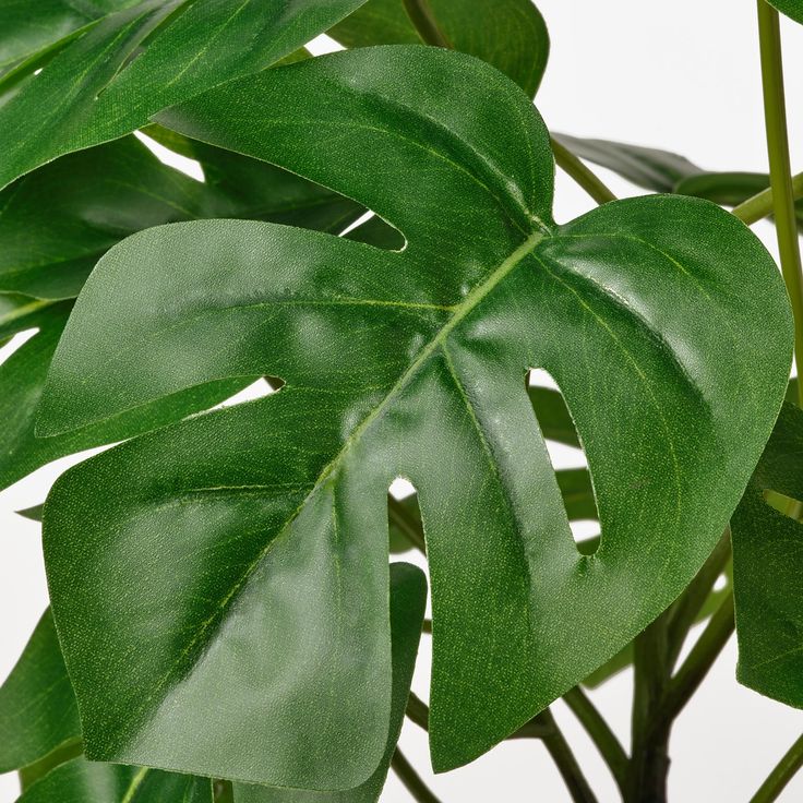 Monstera 12 branches