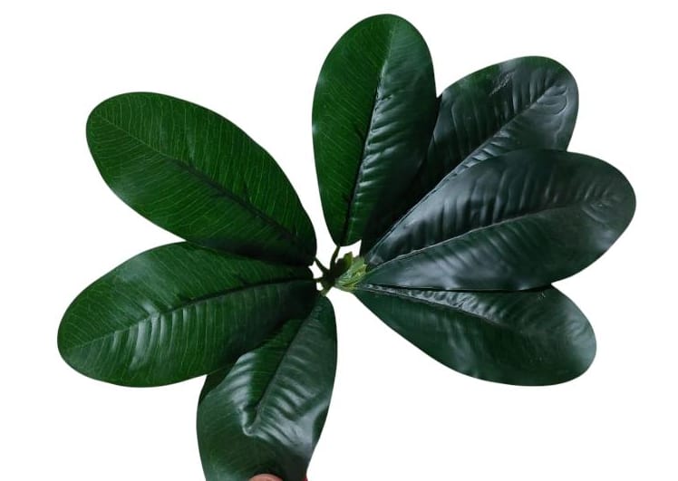 Shoflera tree 18 branches