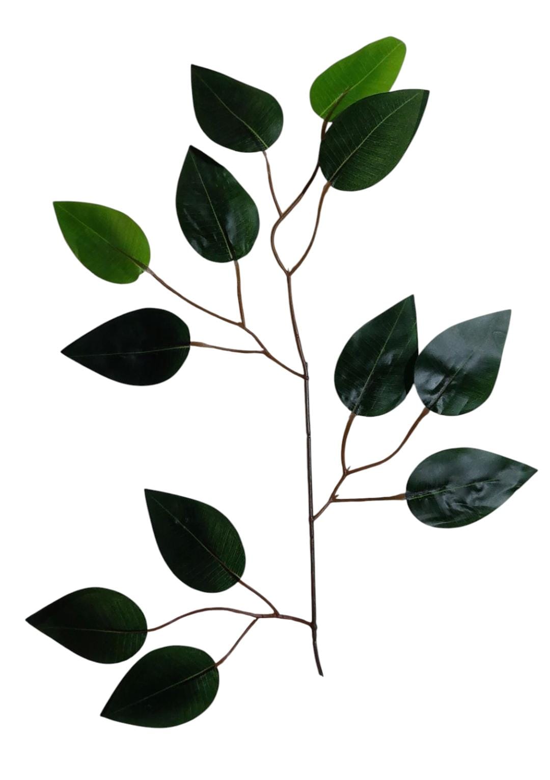 Benjamina single tree