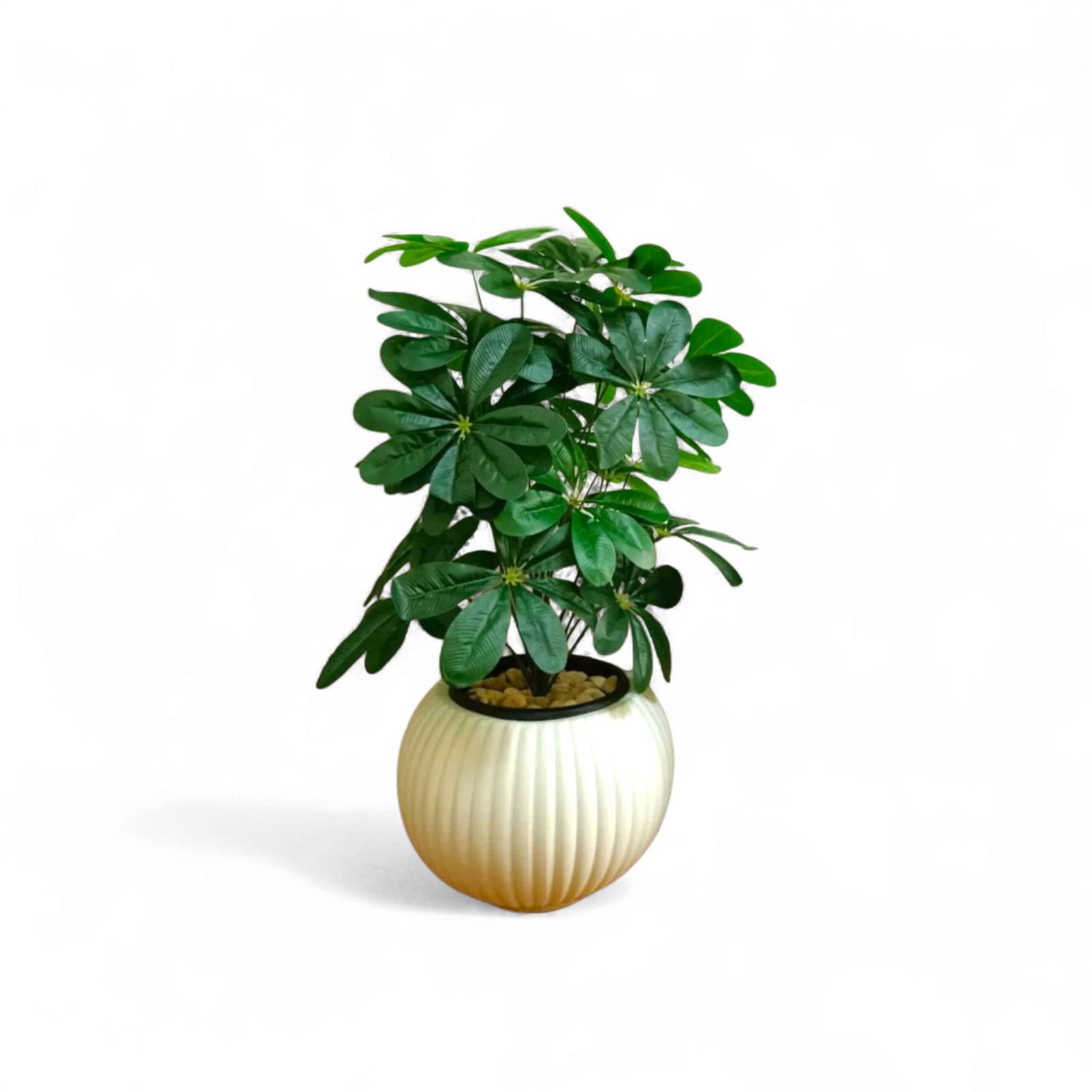 Shoflera tree 18 branches