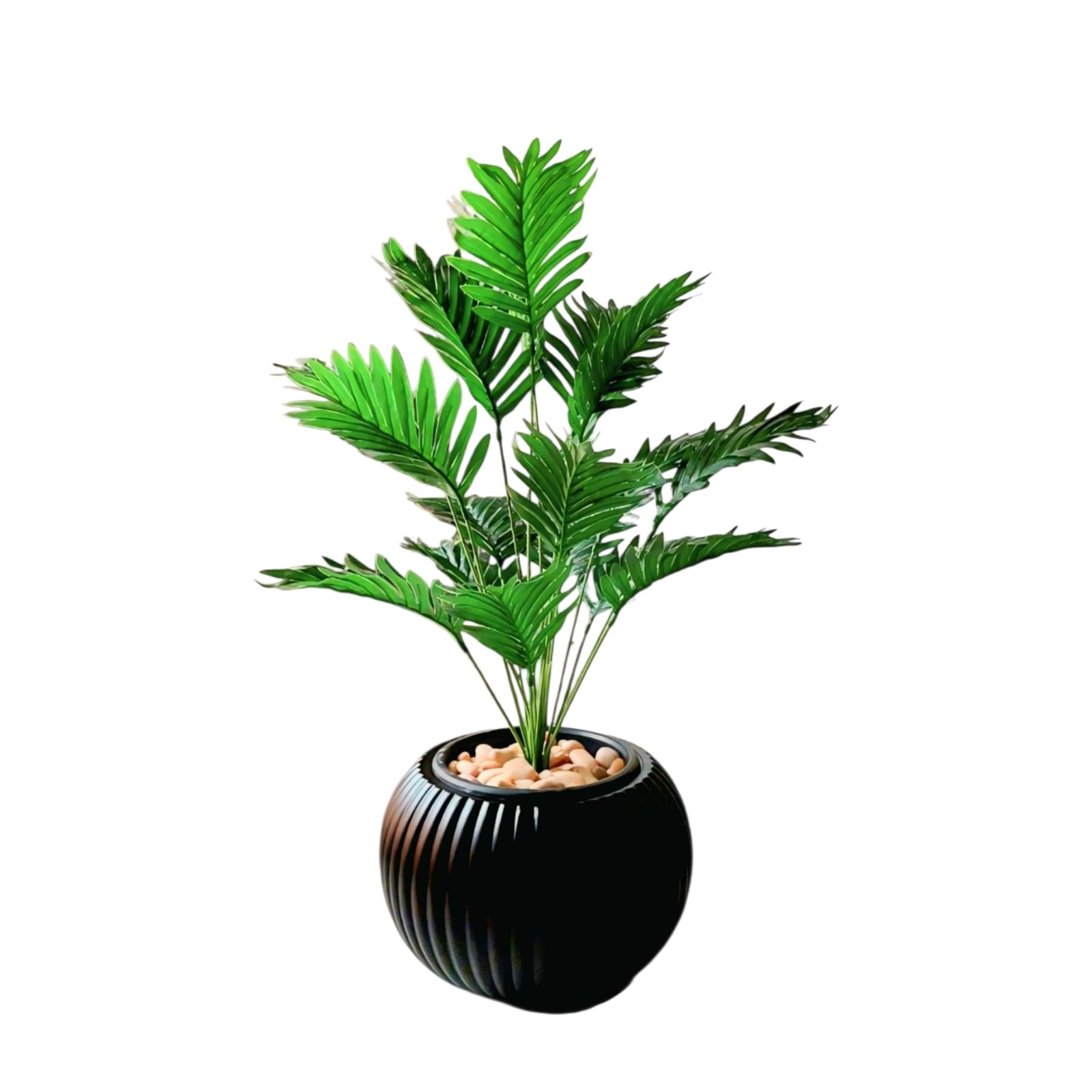 18-branch cycas tree