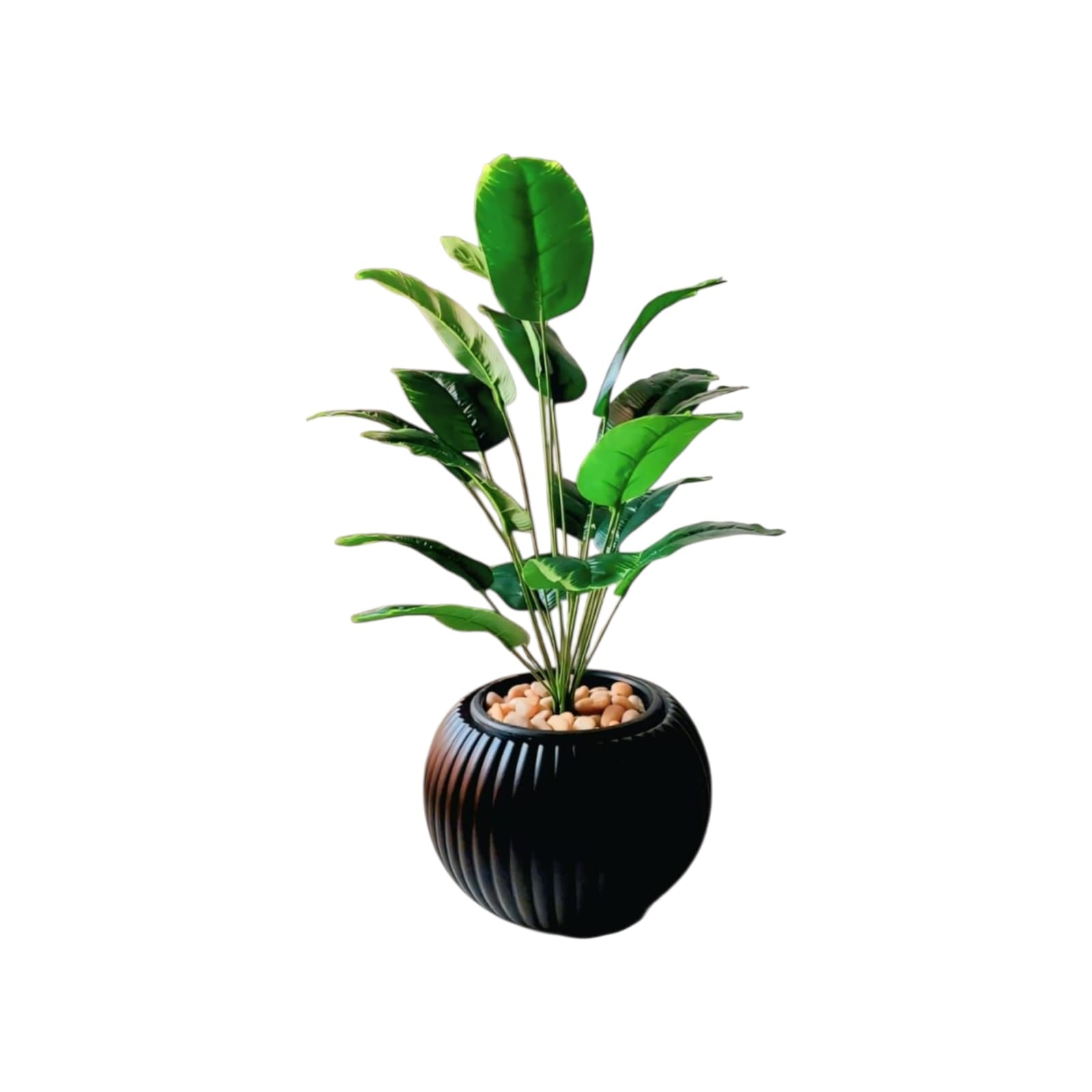 18-branch Banana tree