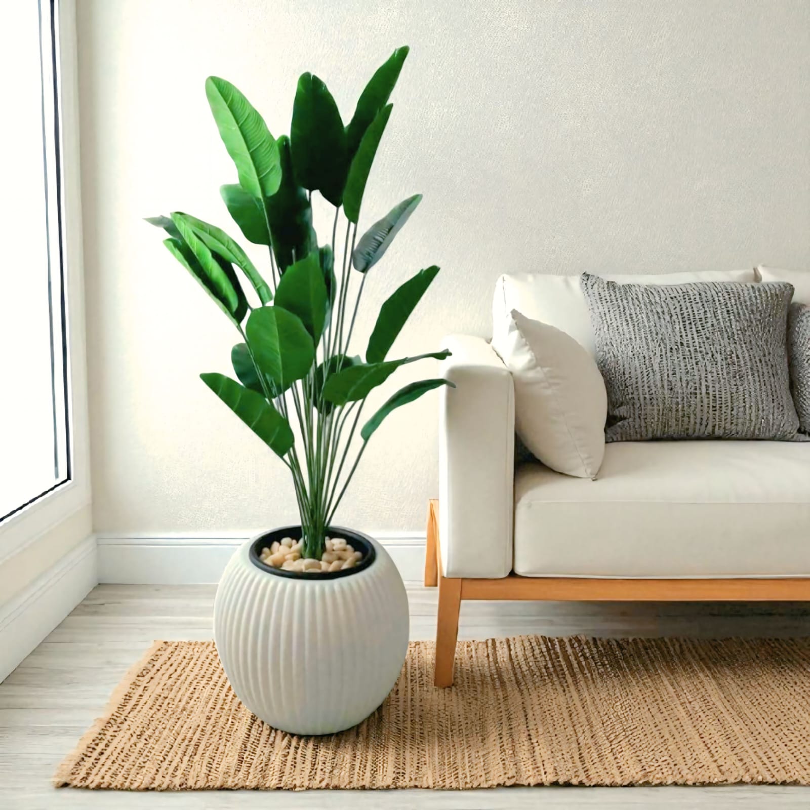 Banana tree 24 branches