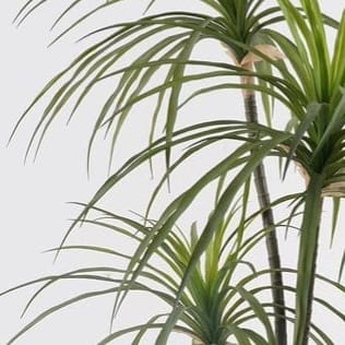 Dracaena tree | Without bot