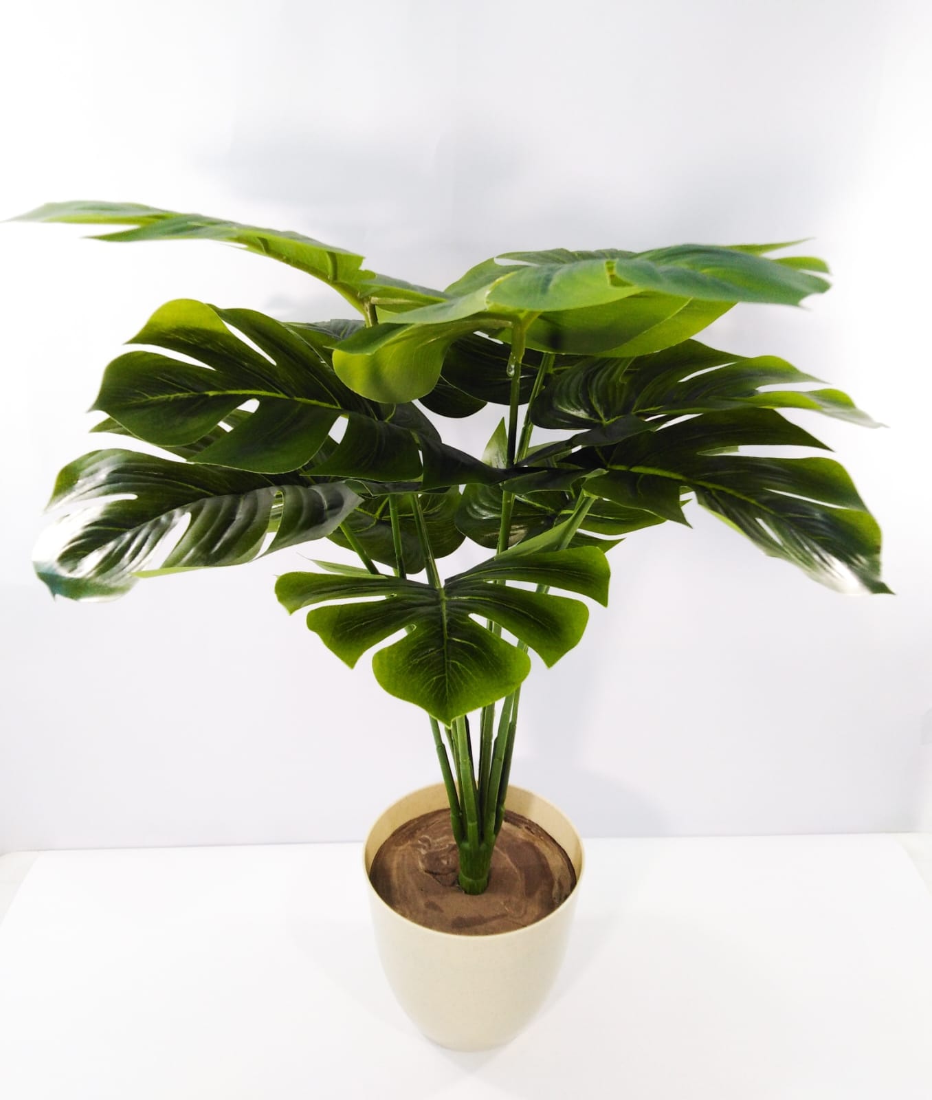 Monstera 12 branches