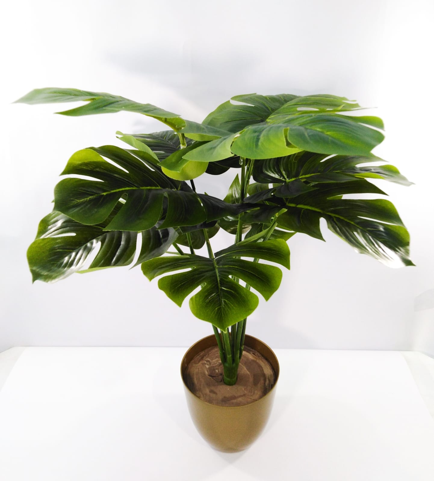 Monstera 12 branches