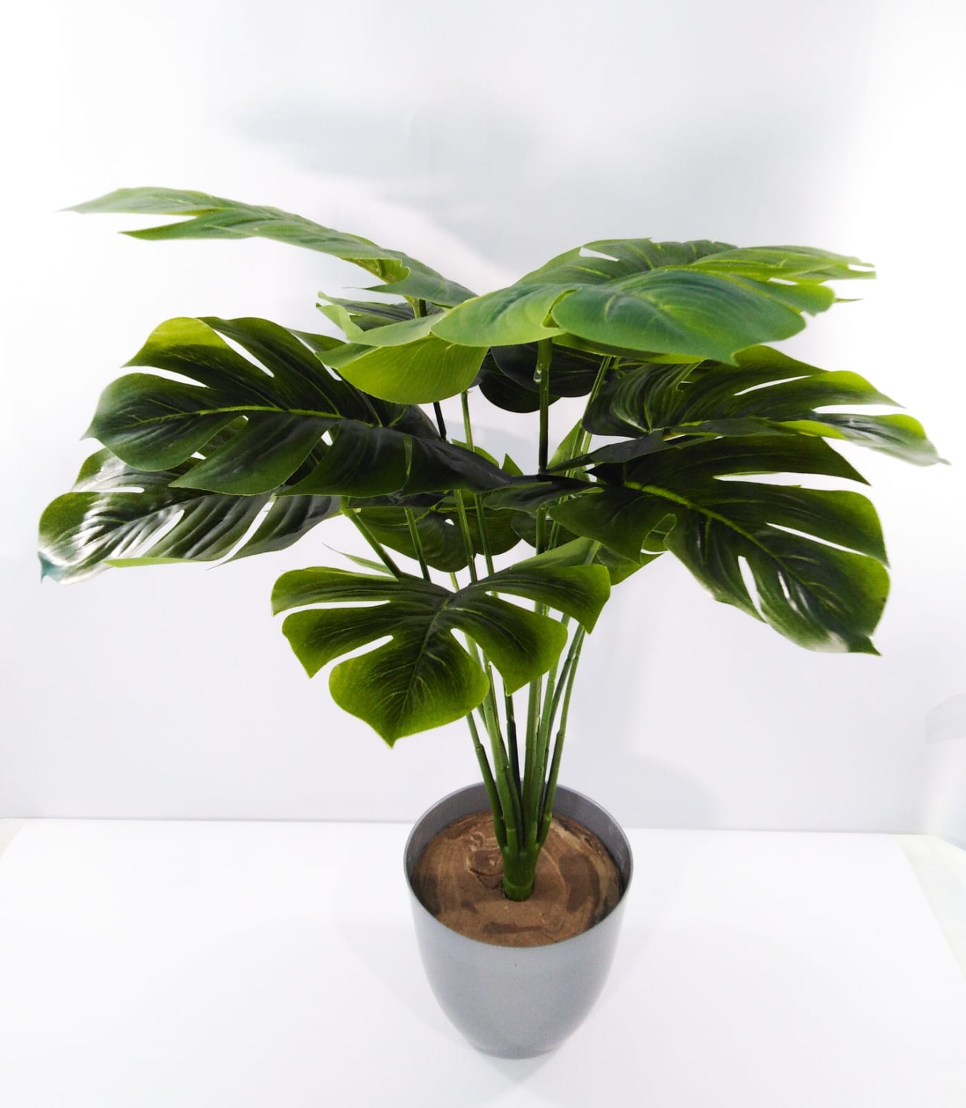 Monstera 12 branches