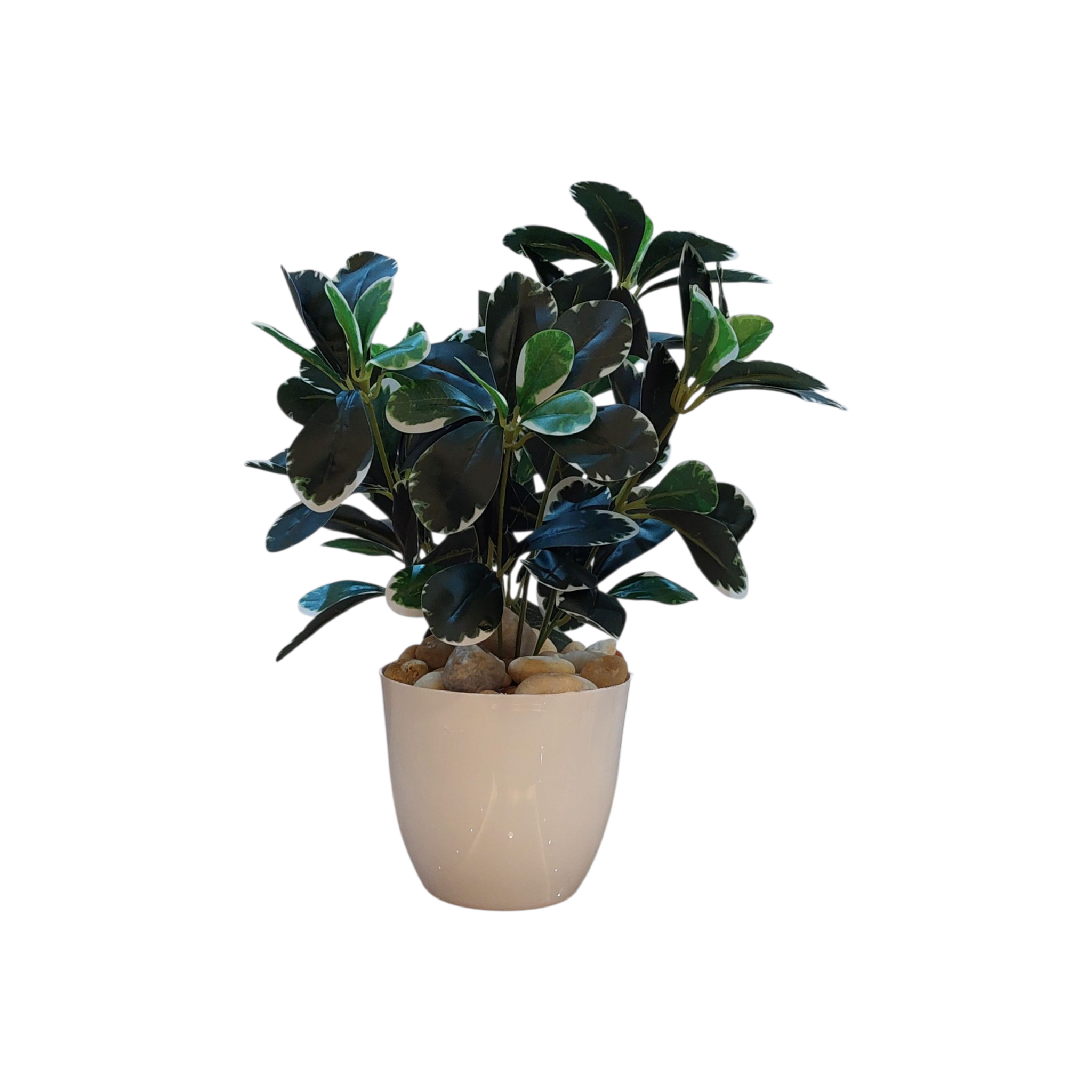 Green and white schflera vase