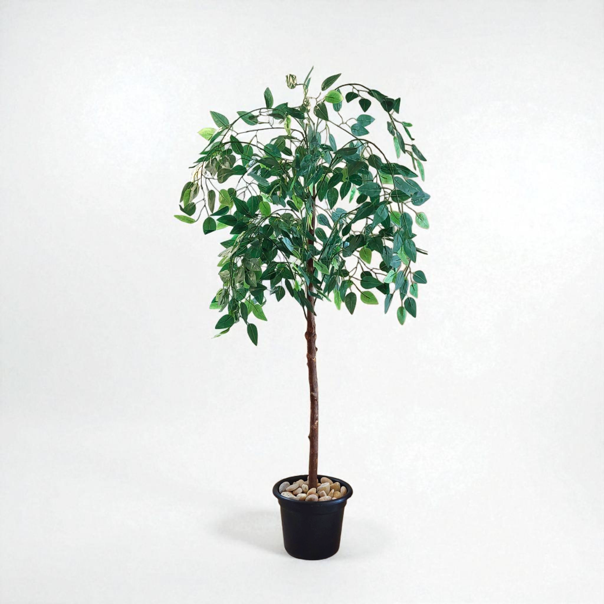 Benjamina tree
