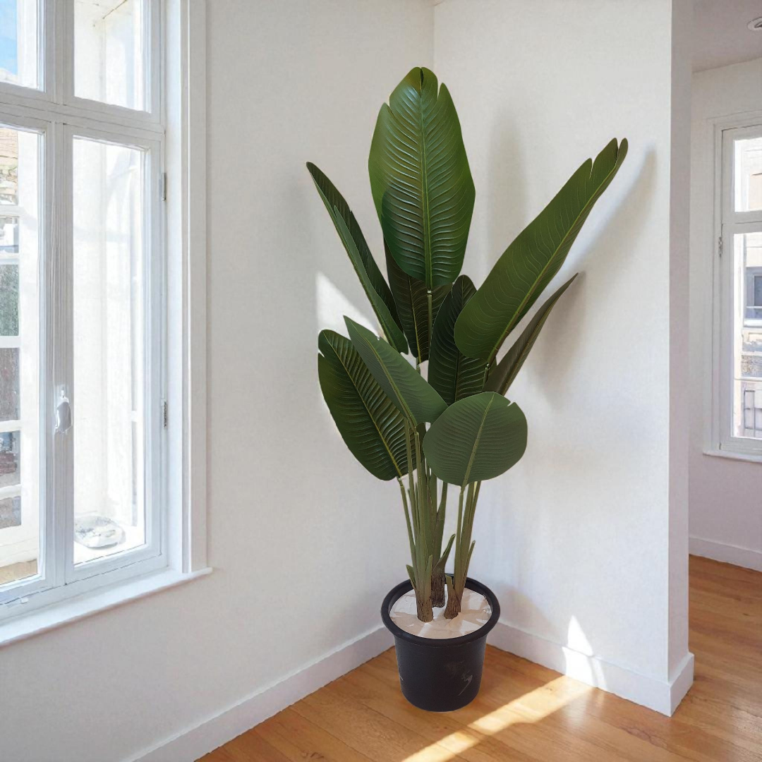 9-branch banana tree