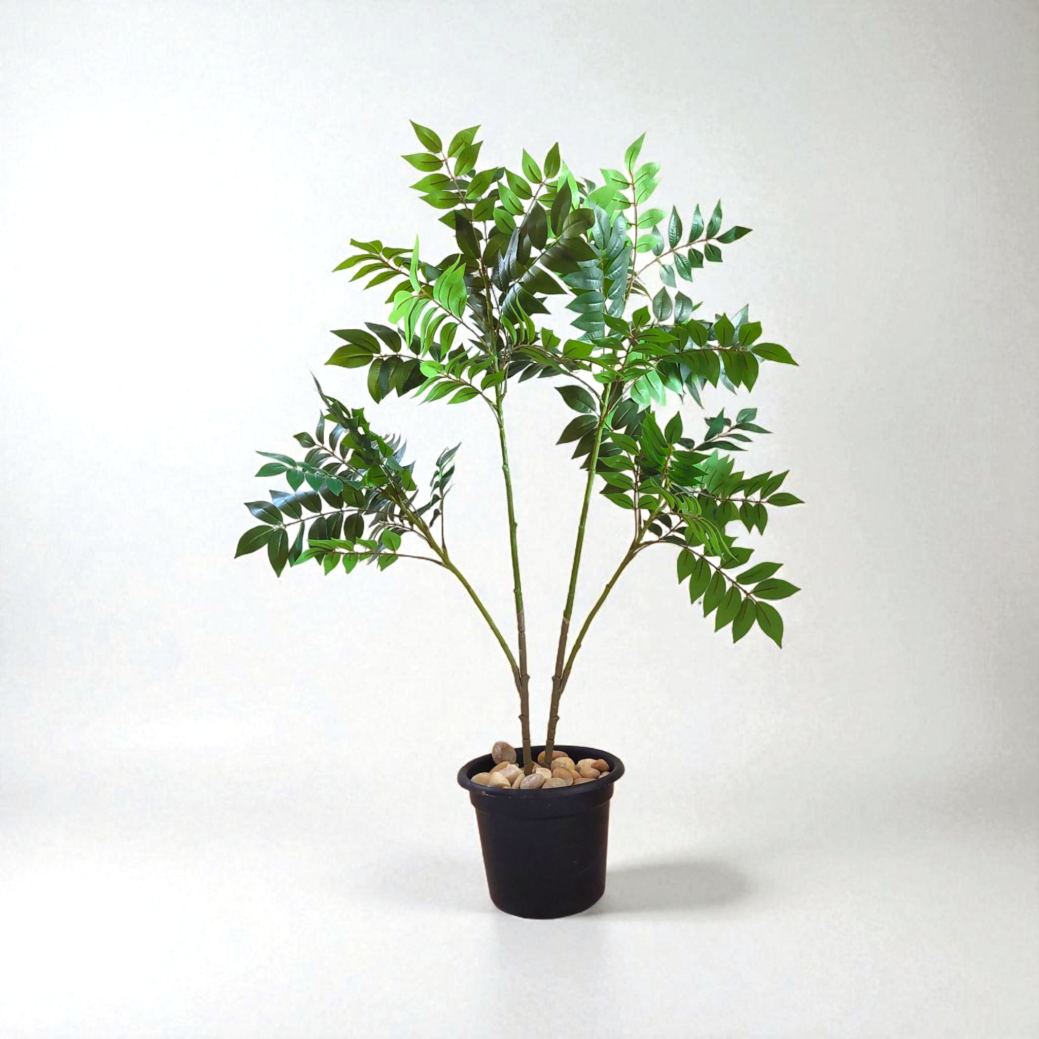 Benjamin tree 4 branches