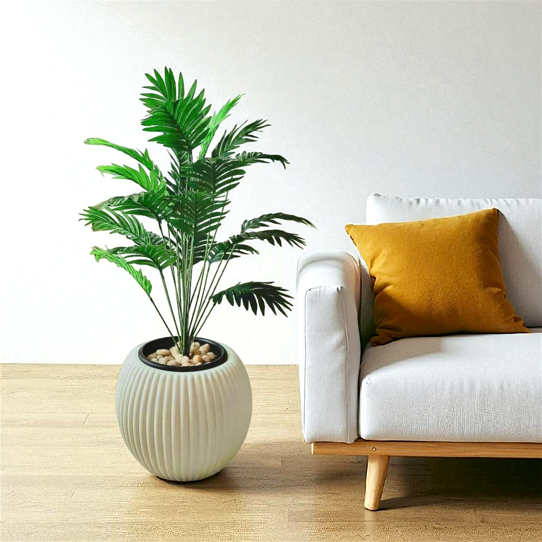 Cycas tree 24 branches