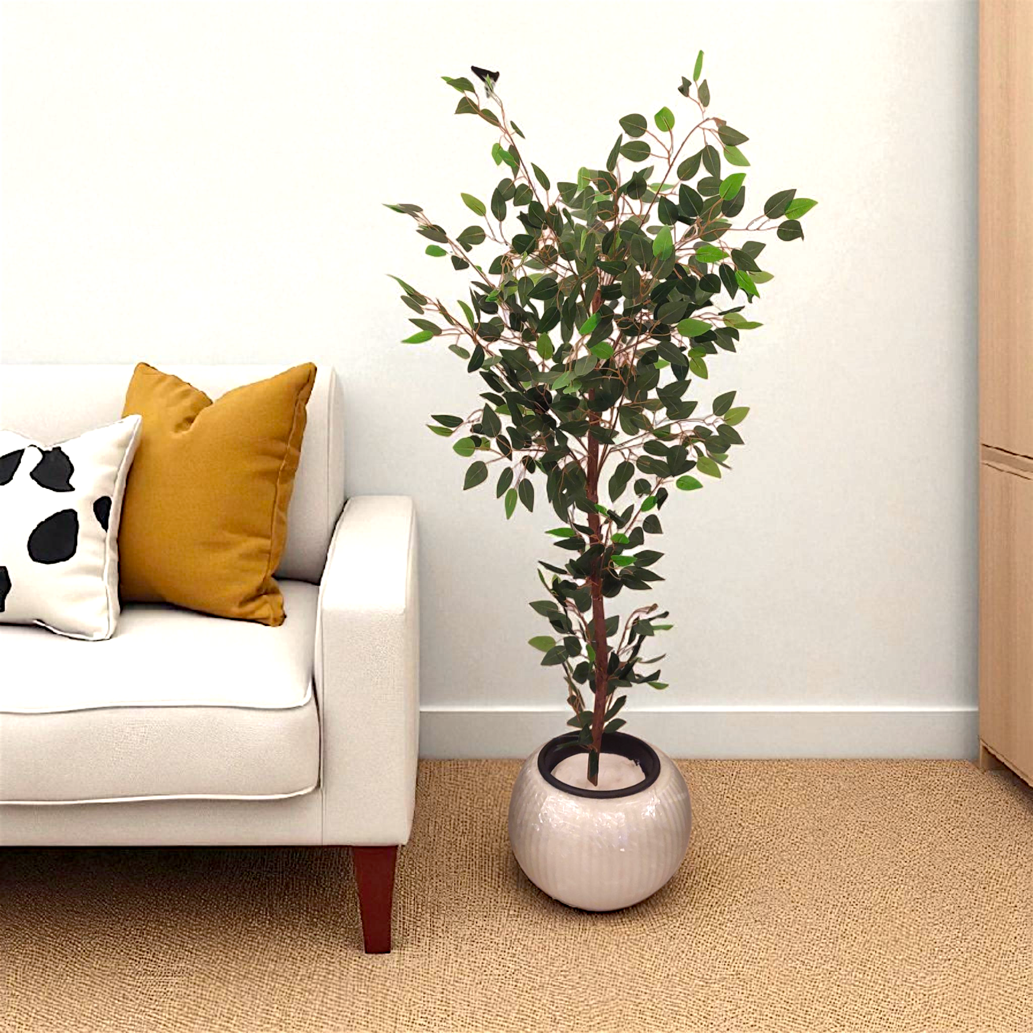 Benjamina single tree