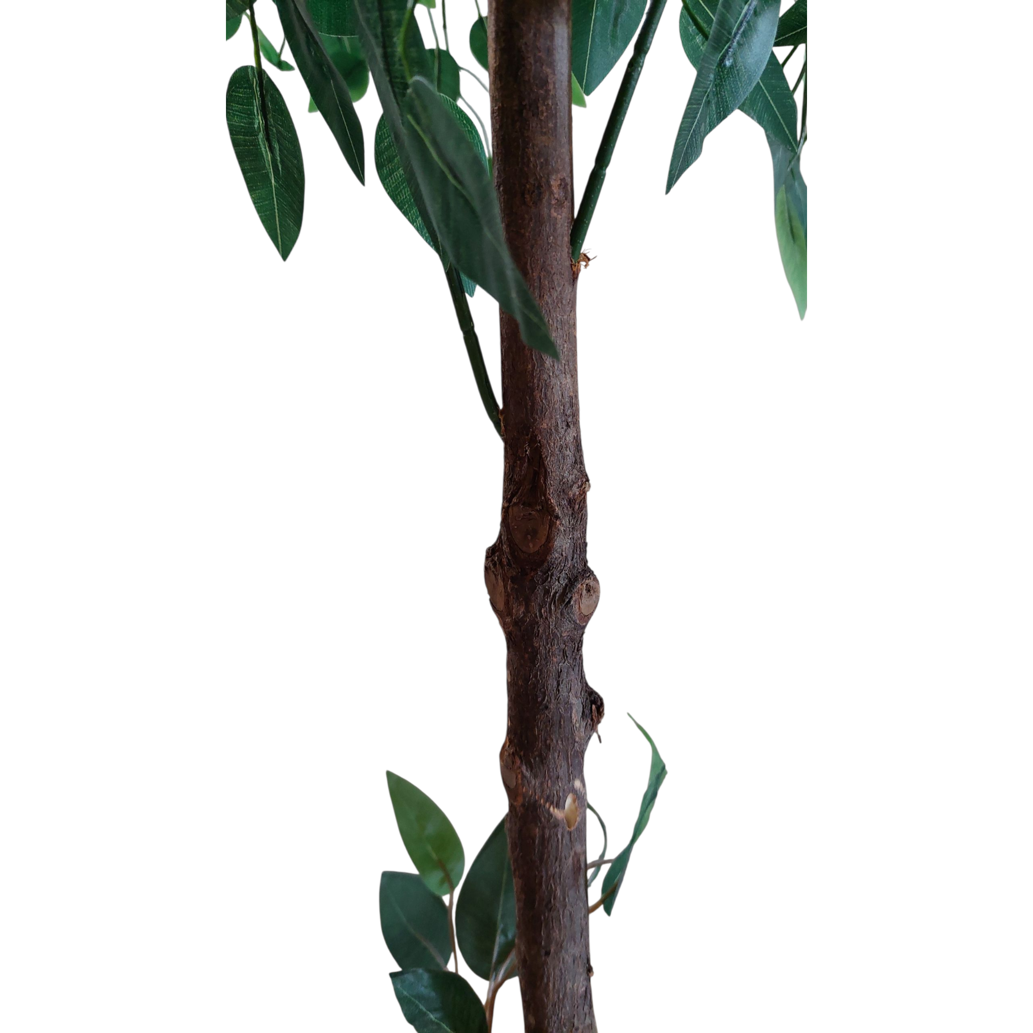 Benjamina tree