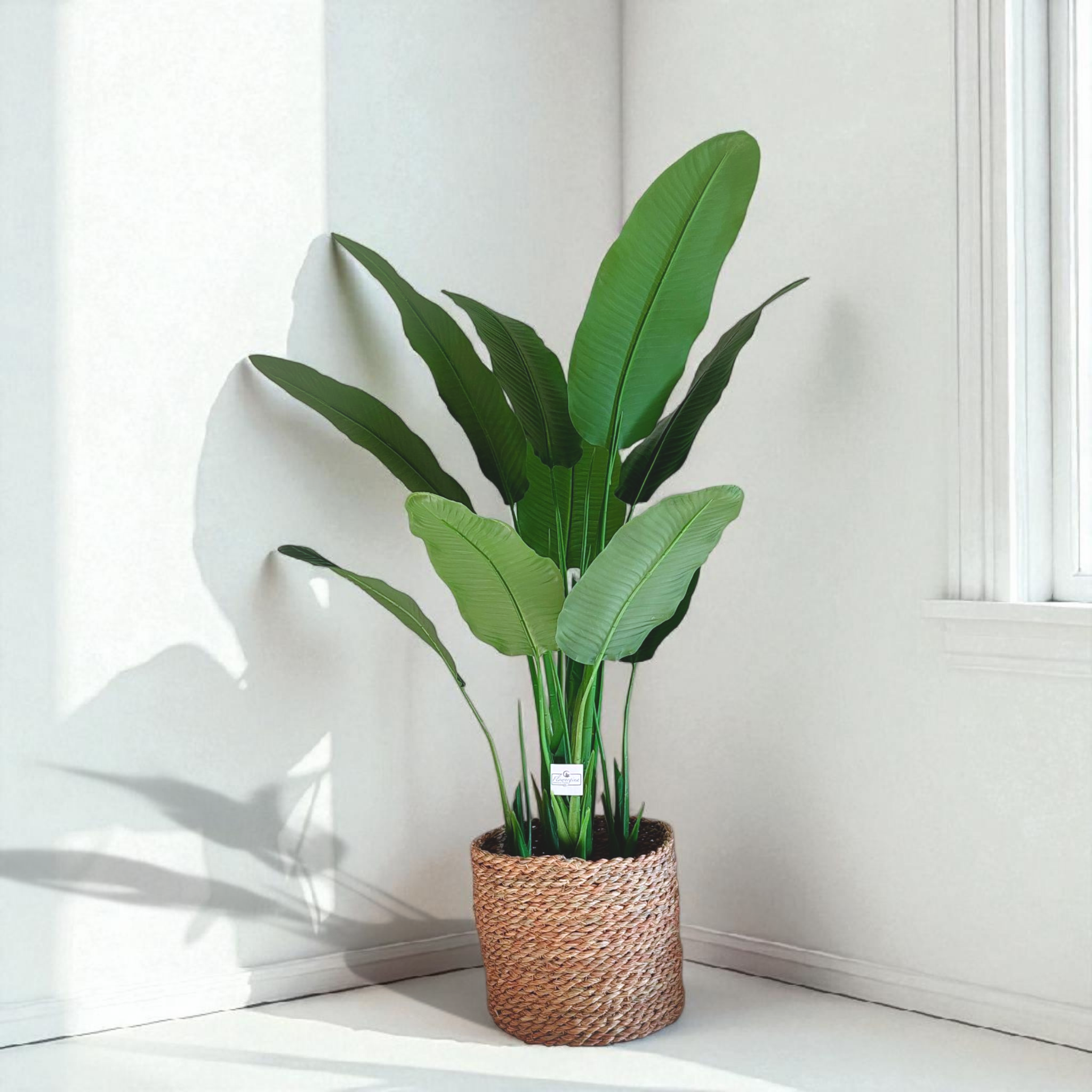 10-leaf banana tree | With wicker boots