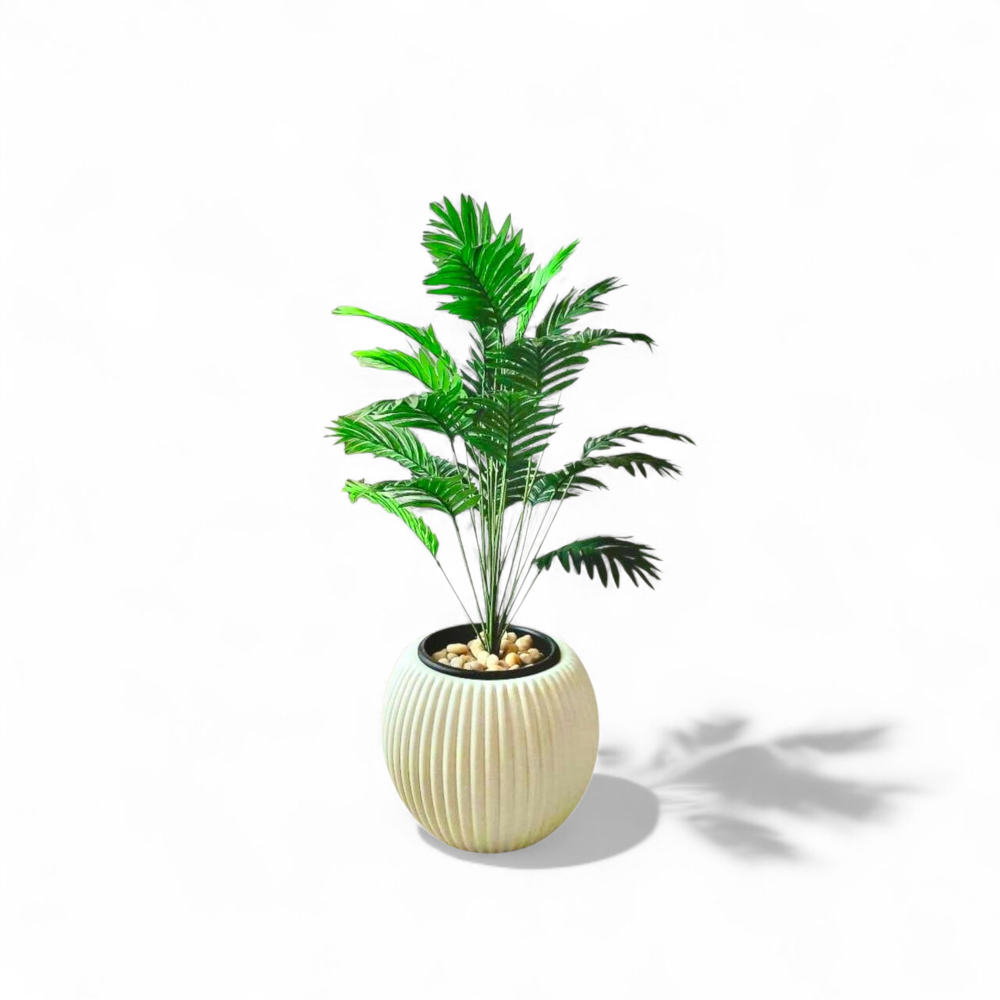 Cycas tree 24 branches