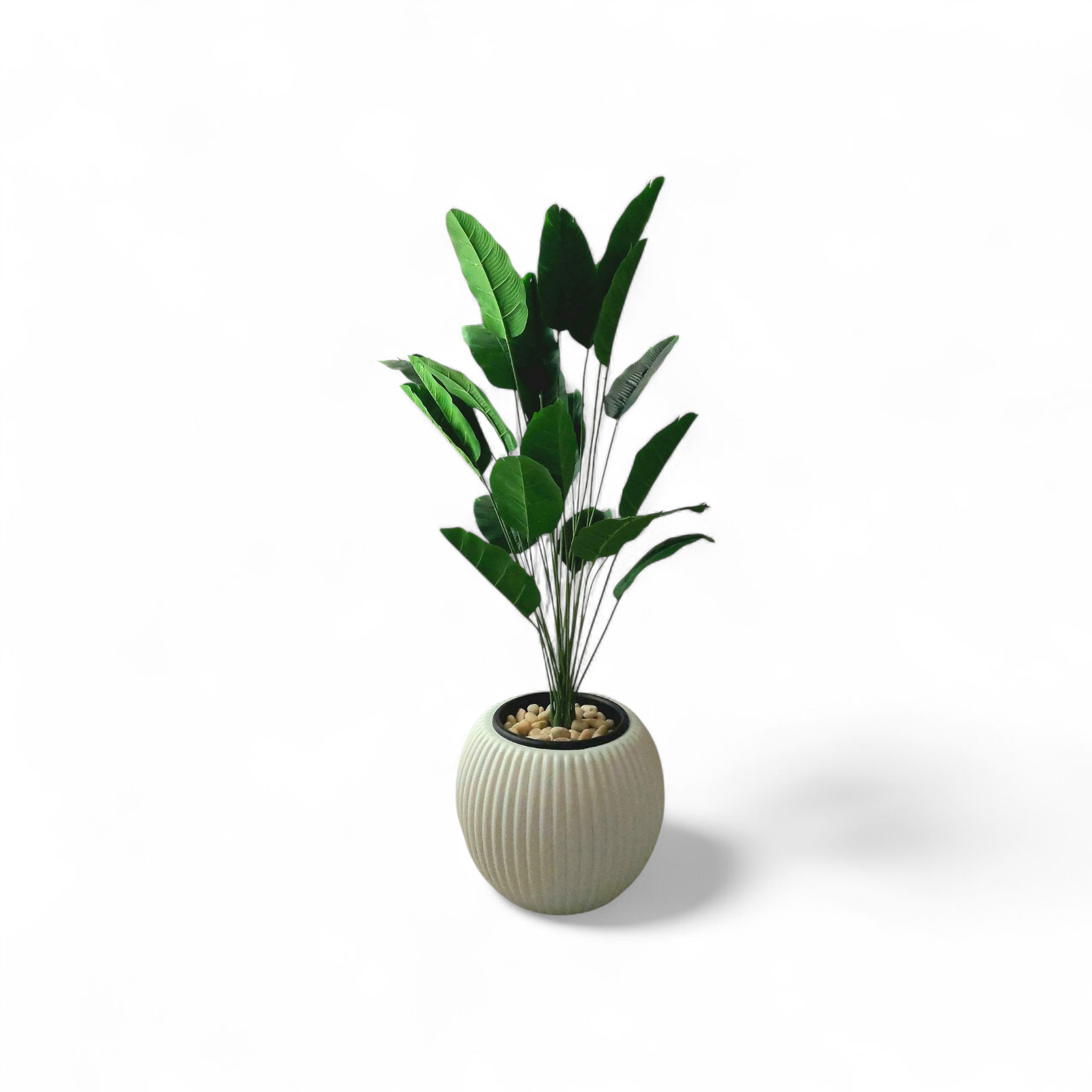 Banana tree 24 branches