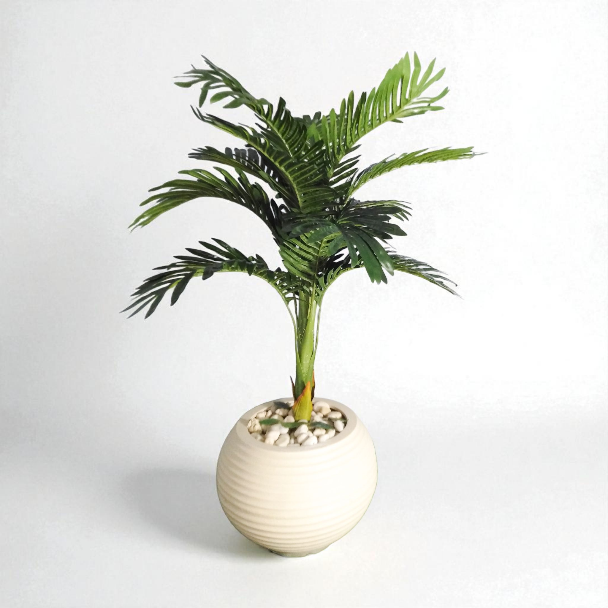 cycas tree