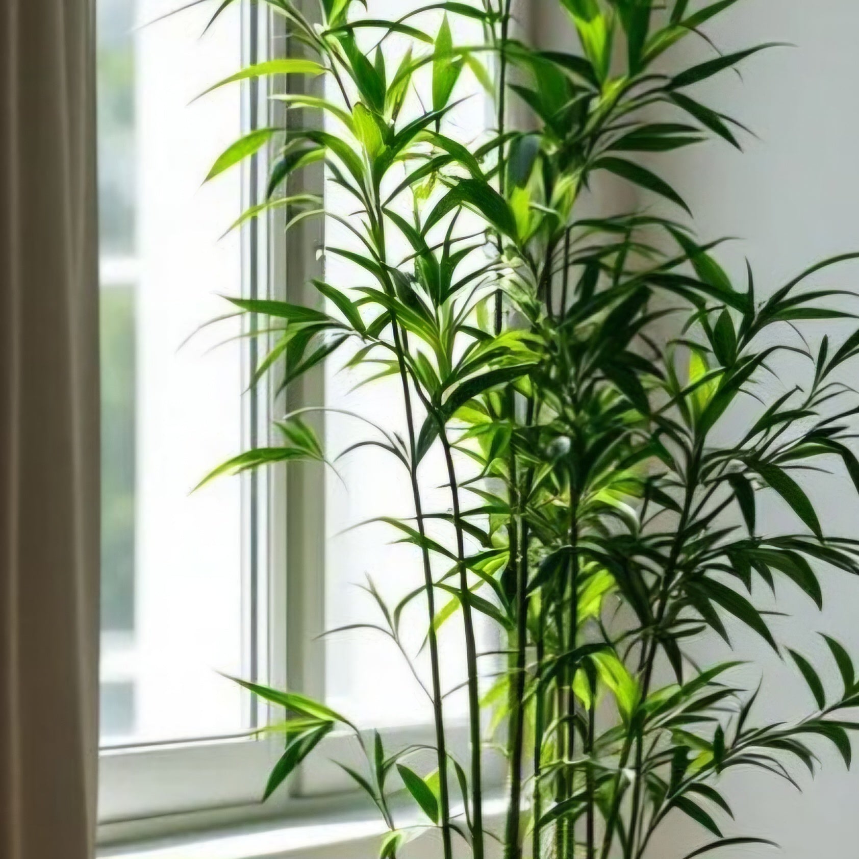 Bamboo Tree | Fiberglass Pot