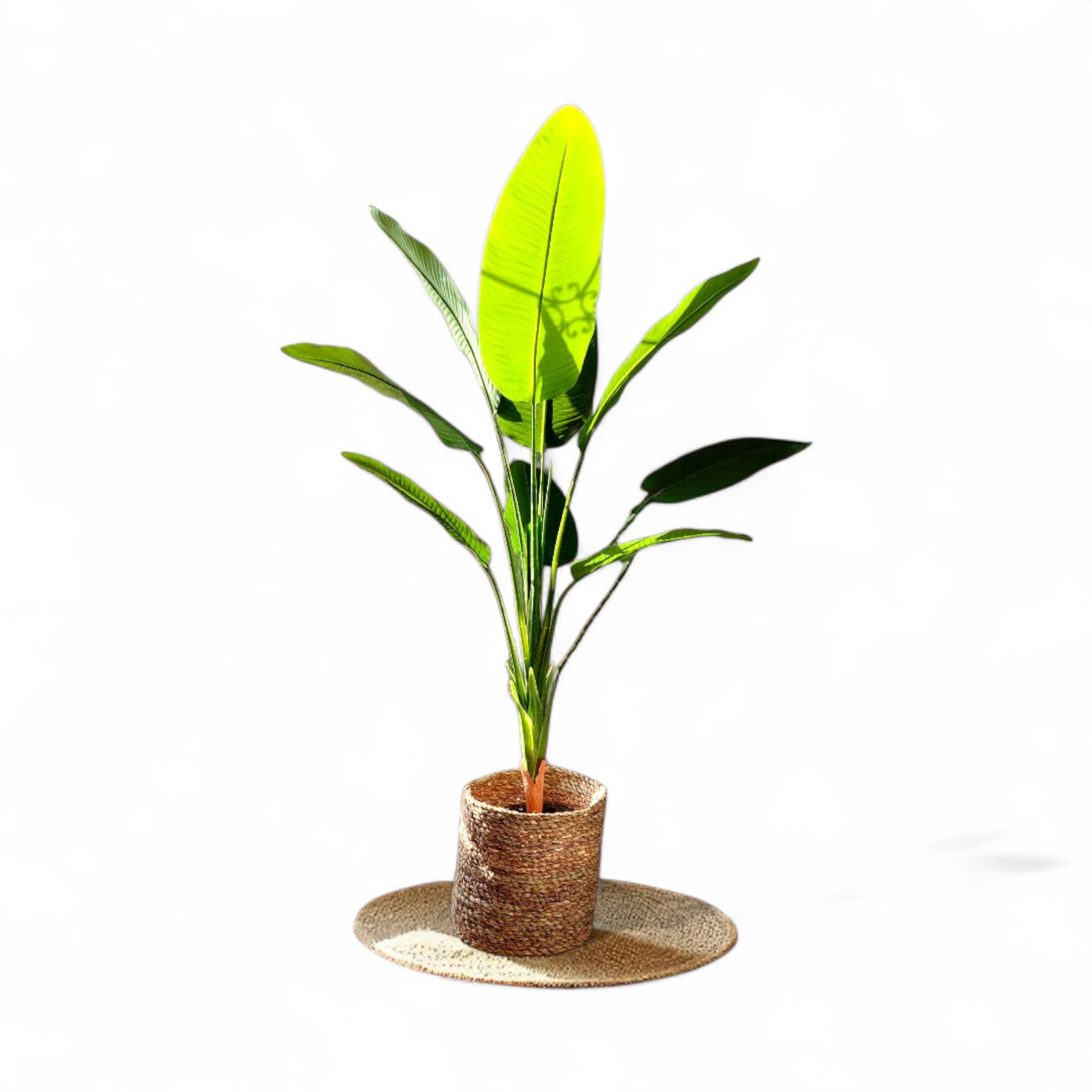 8-leaf banana tree