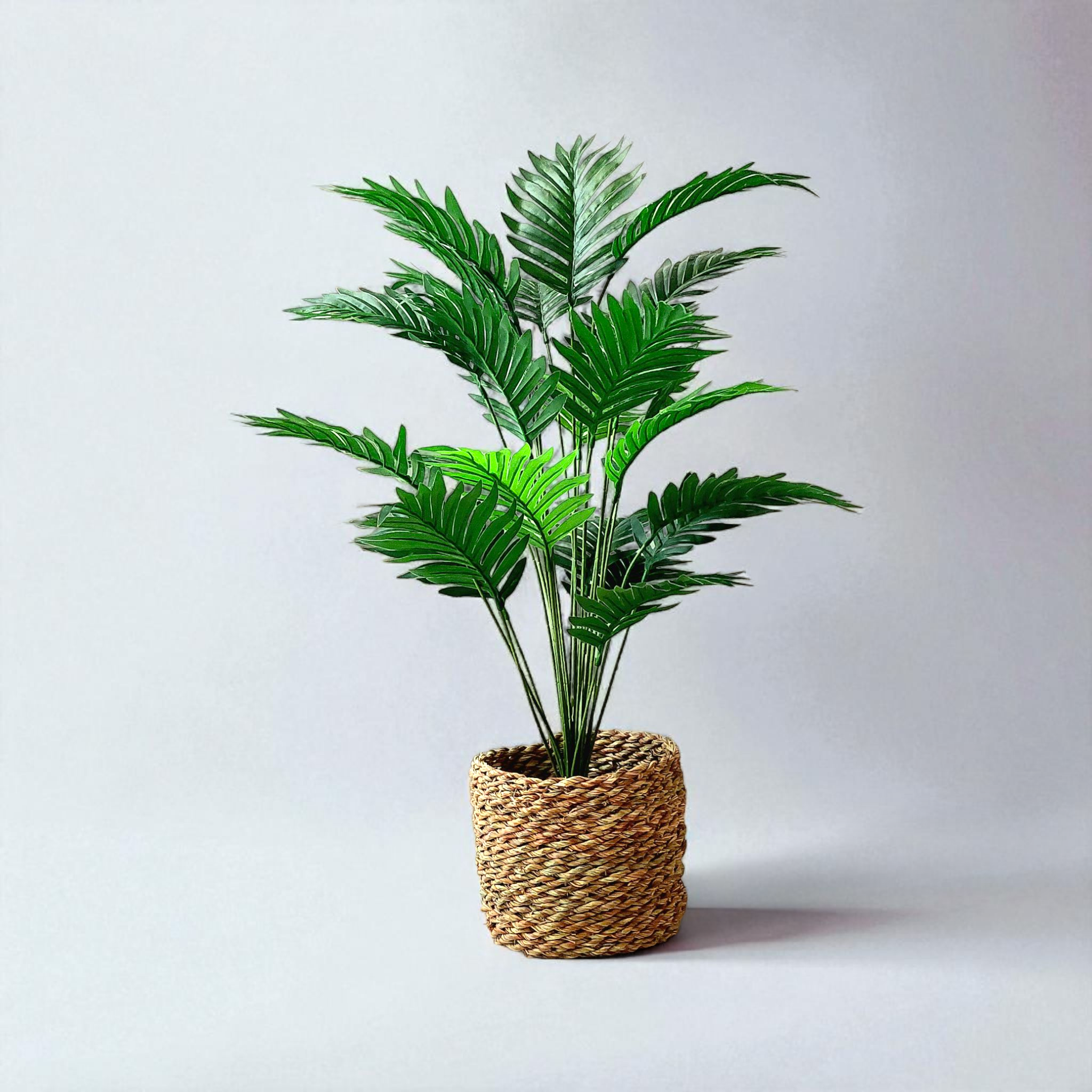 Cycas tree | Wicker boots