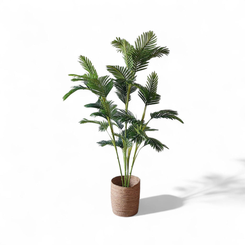 Areca tree 5 trunks