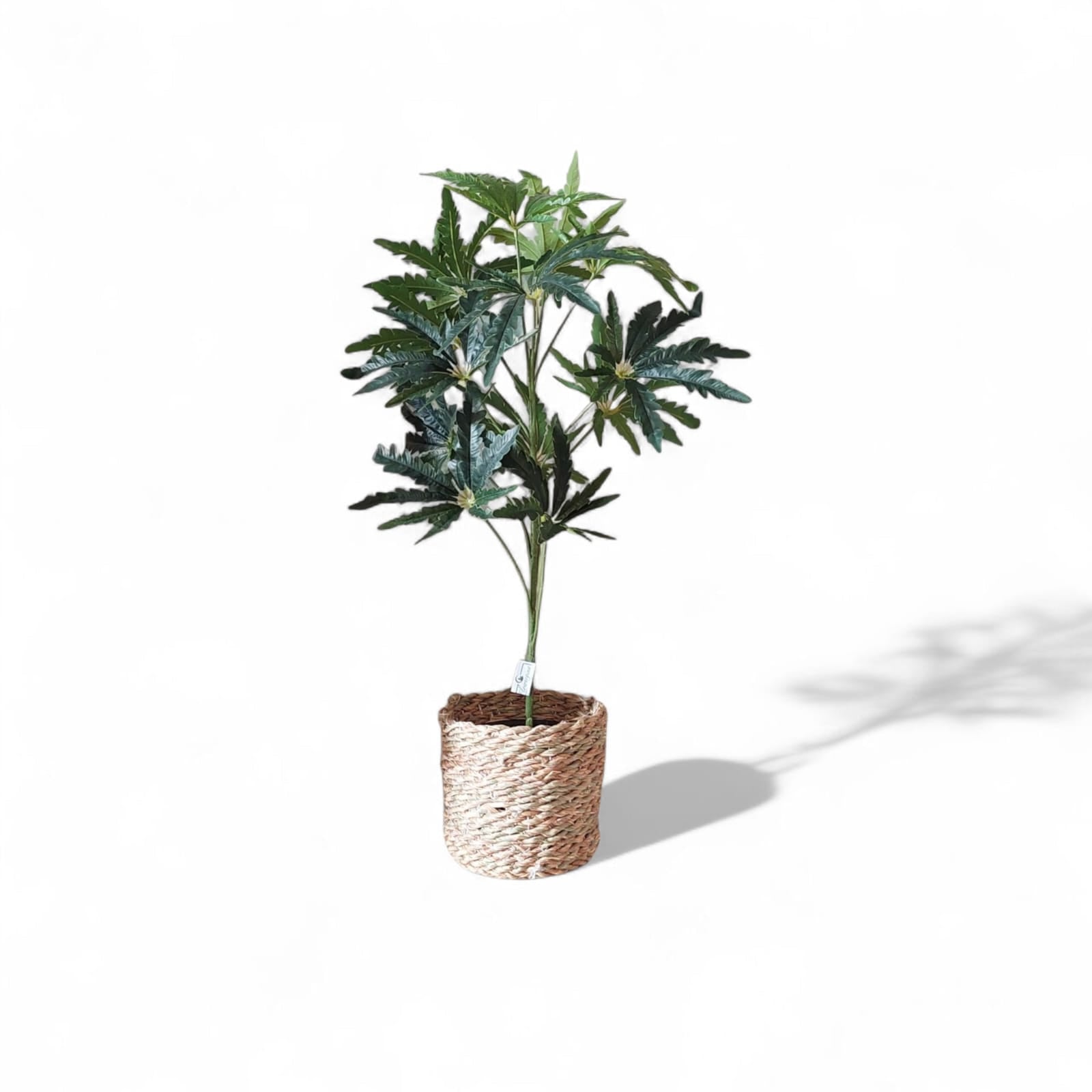 Castor tree