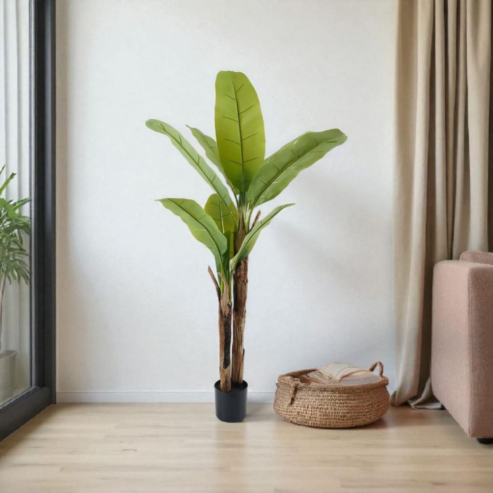 3-trunk banana tree