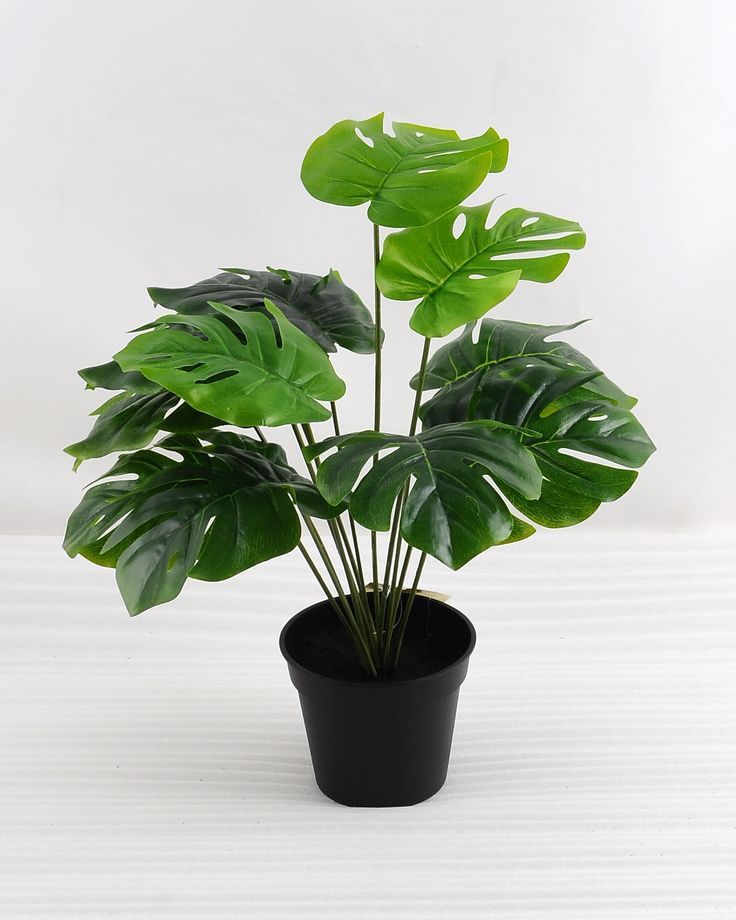 Monstera 12 branches