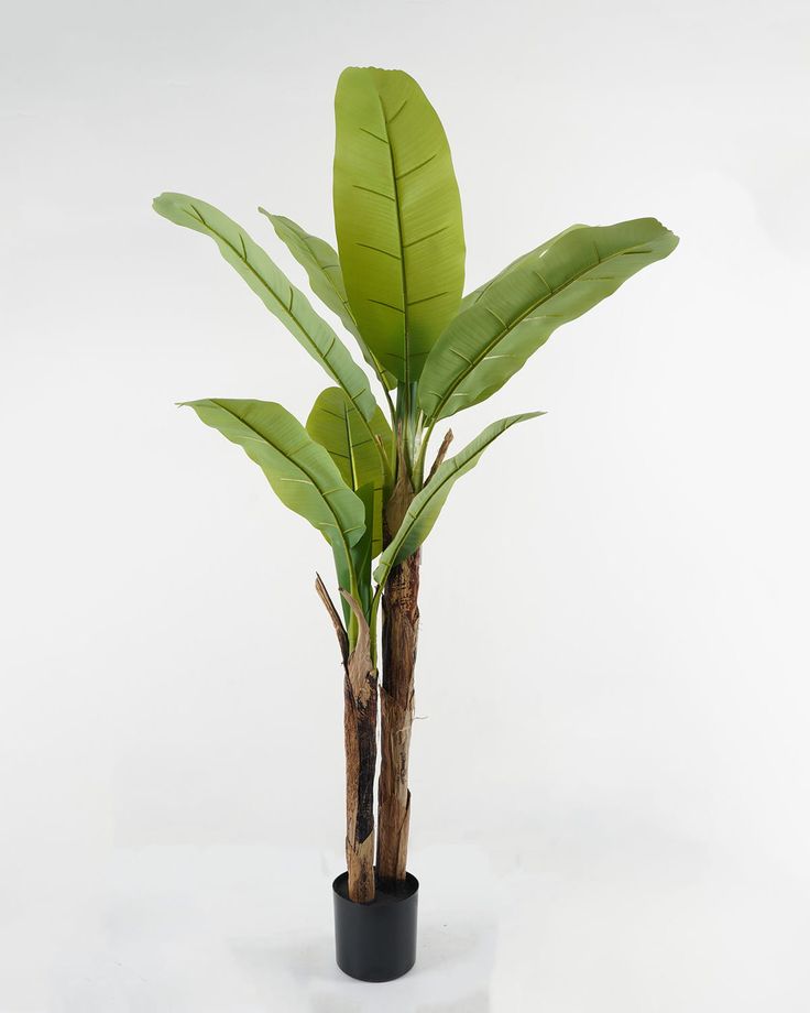 3-trunk banana tree