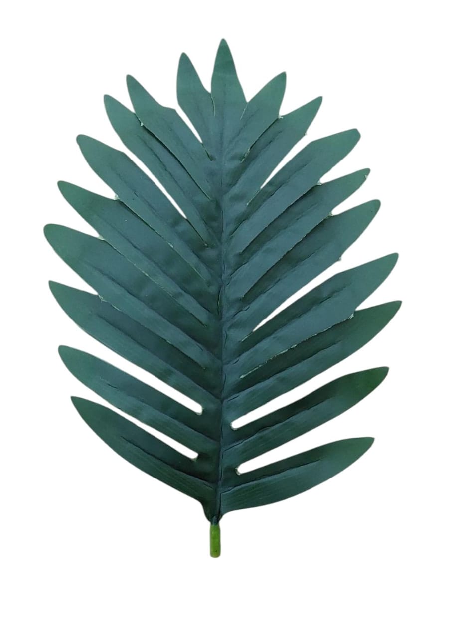 Cycas tree 24 branches