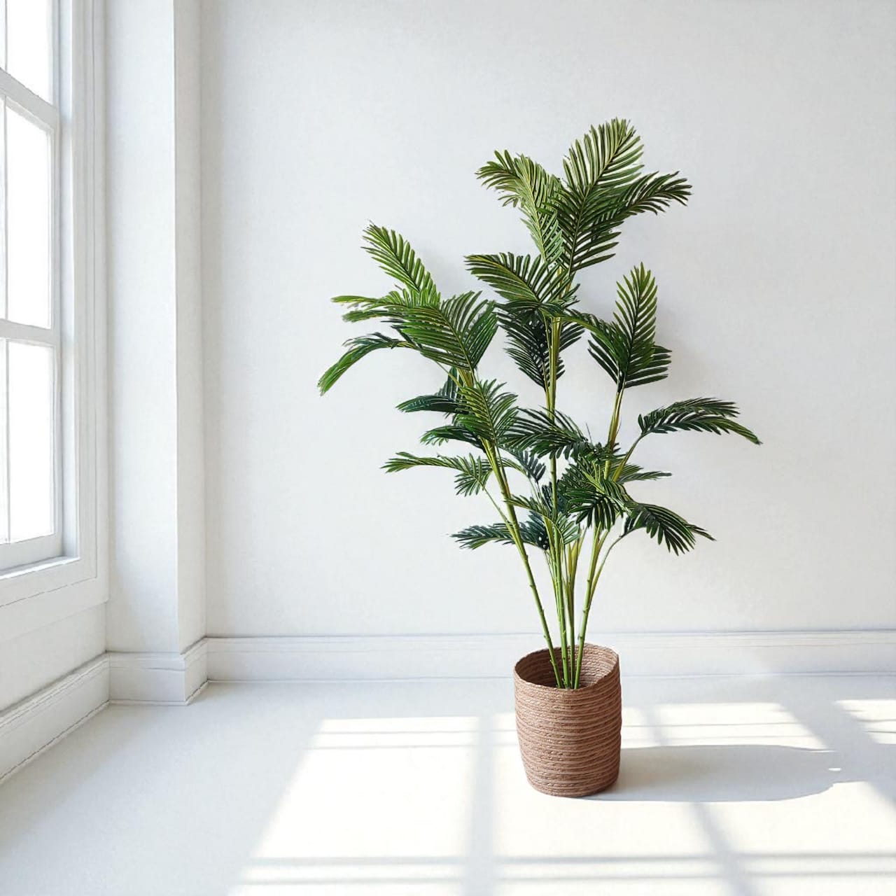 Areca tree 5 trunks