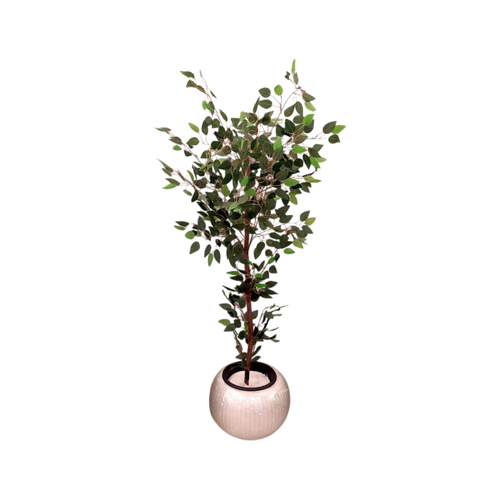 Benjamina single tree