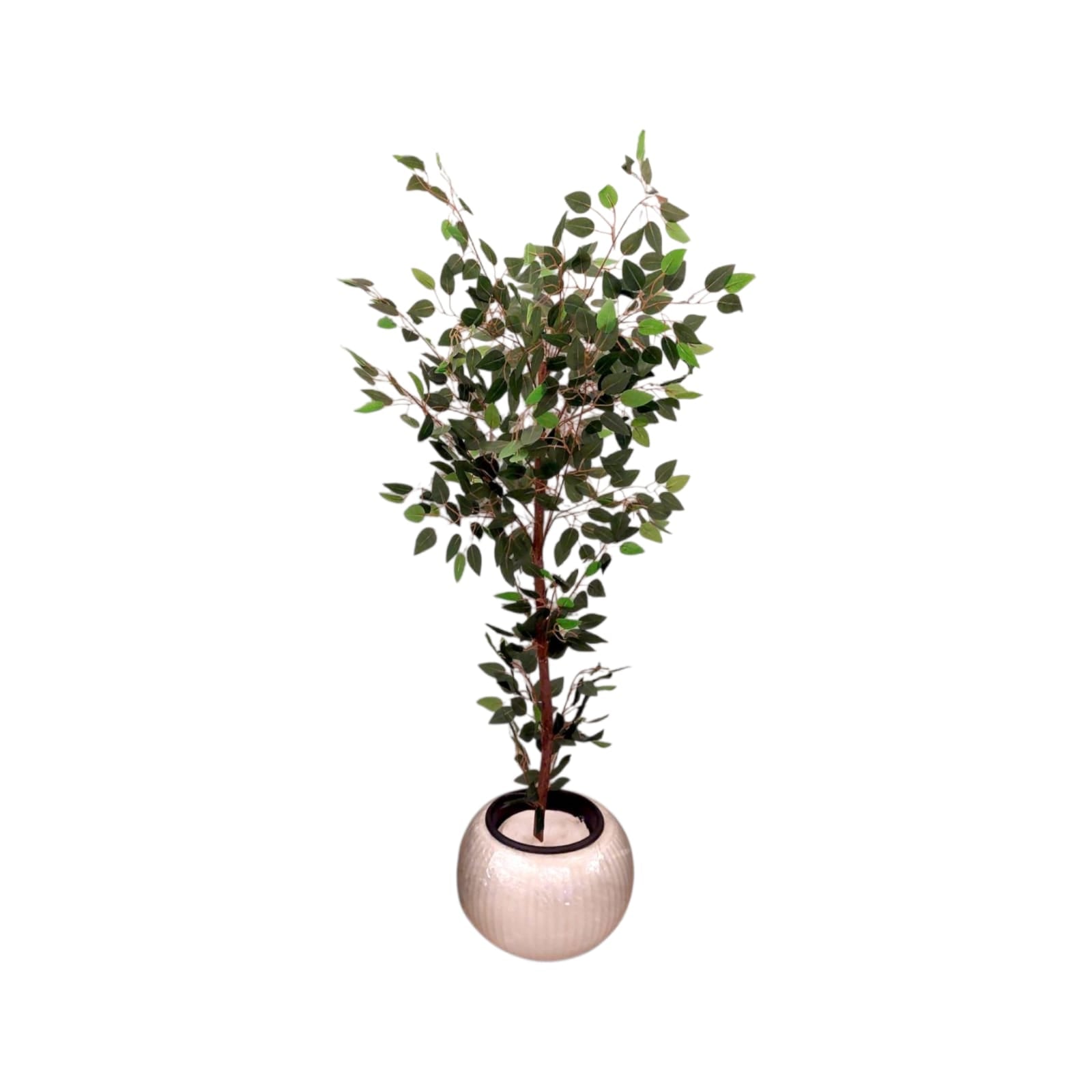 Benjamina single tree
