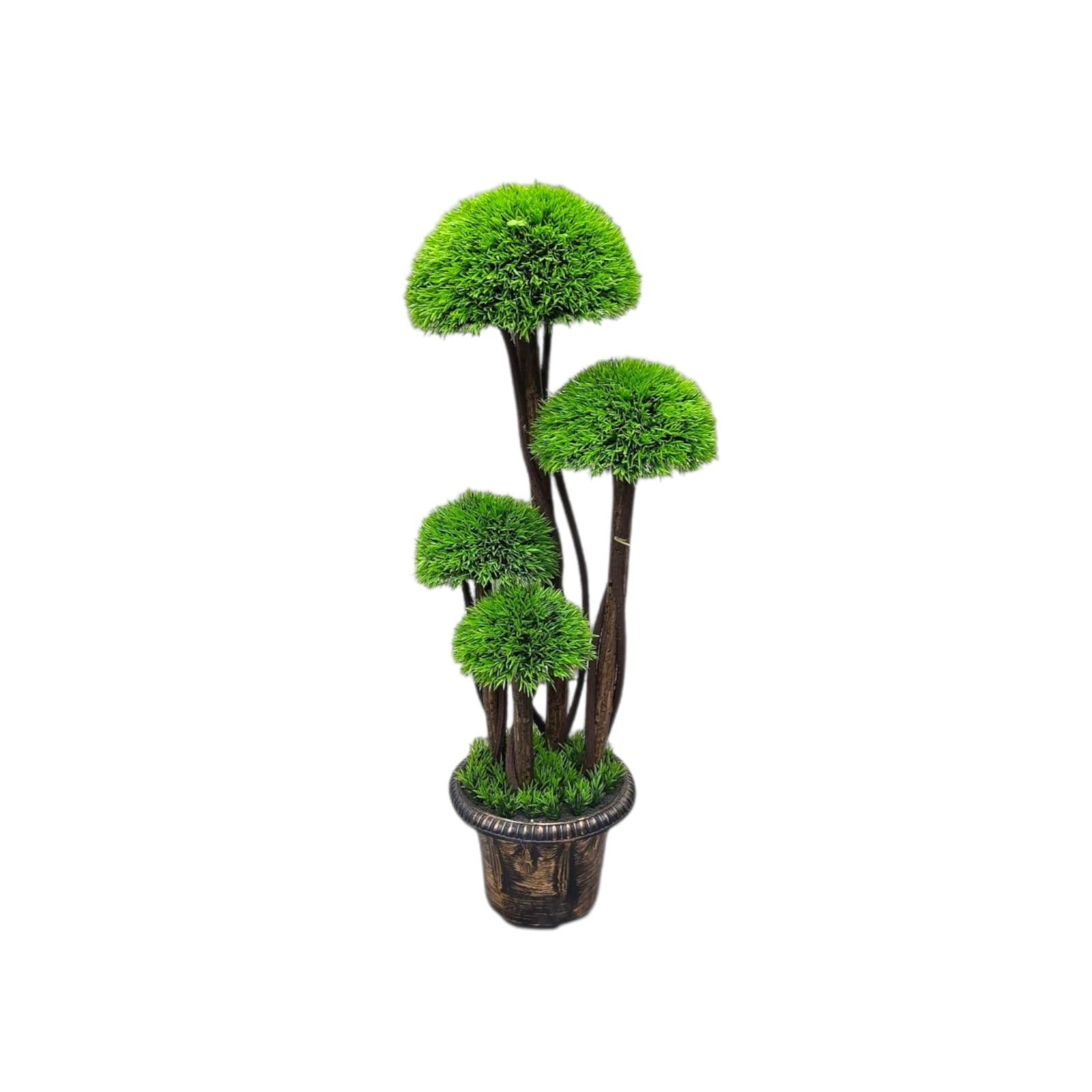 Thuja Cypress Tree