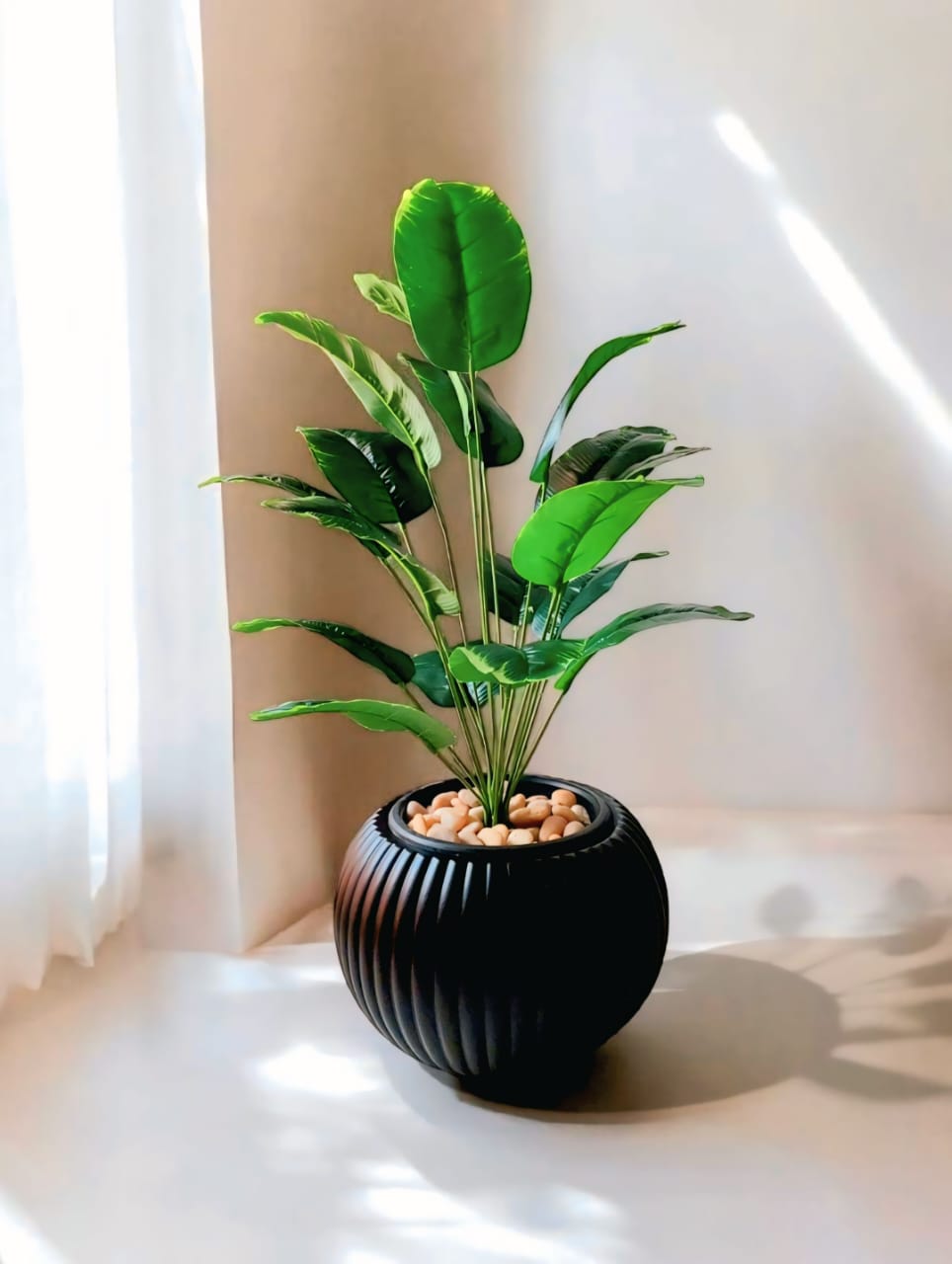 18-branch Banana tree