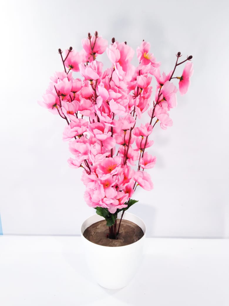 Rose apricot rose