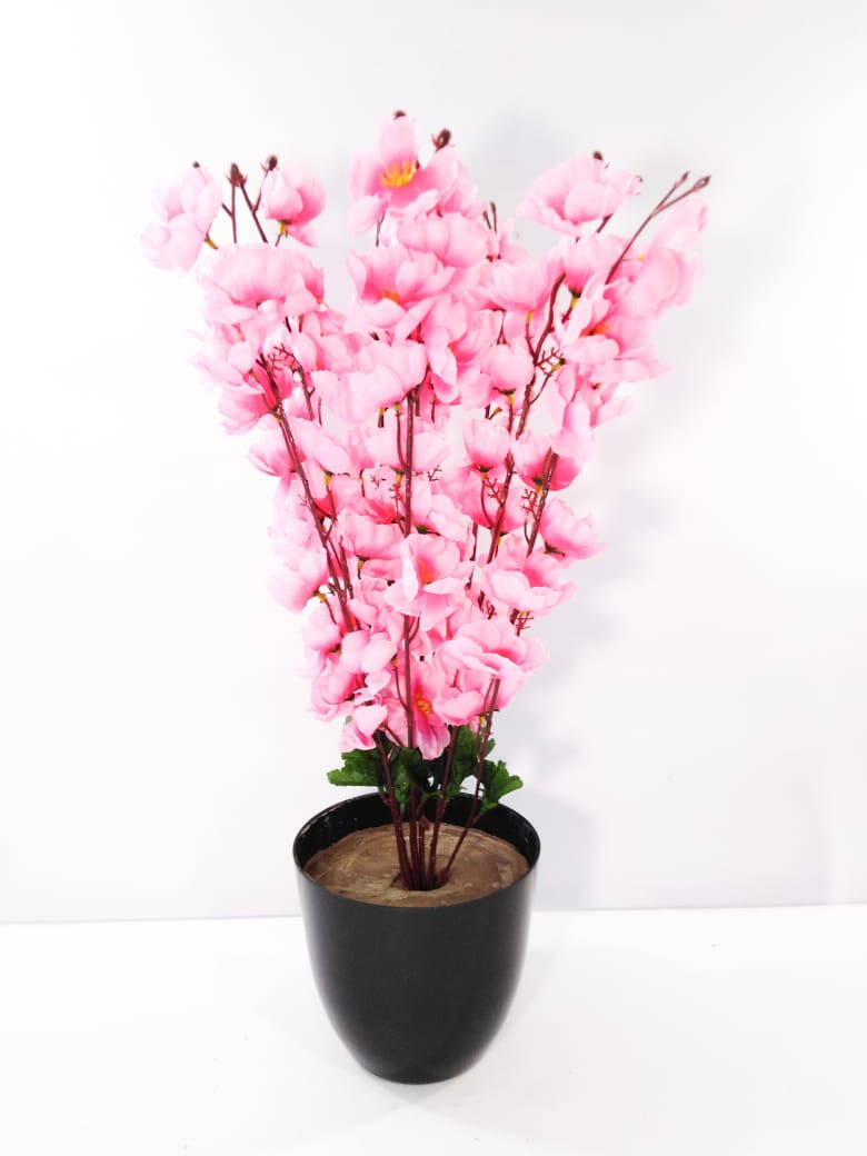 Rose apricot rose