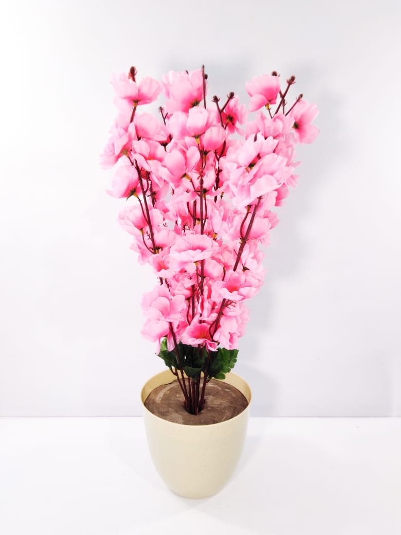 Rose apricot rose