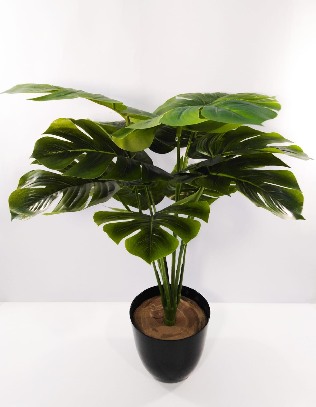 Monstera 12 branches