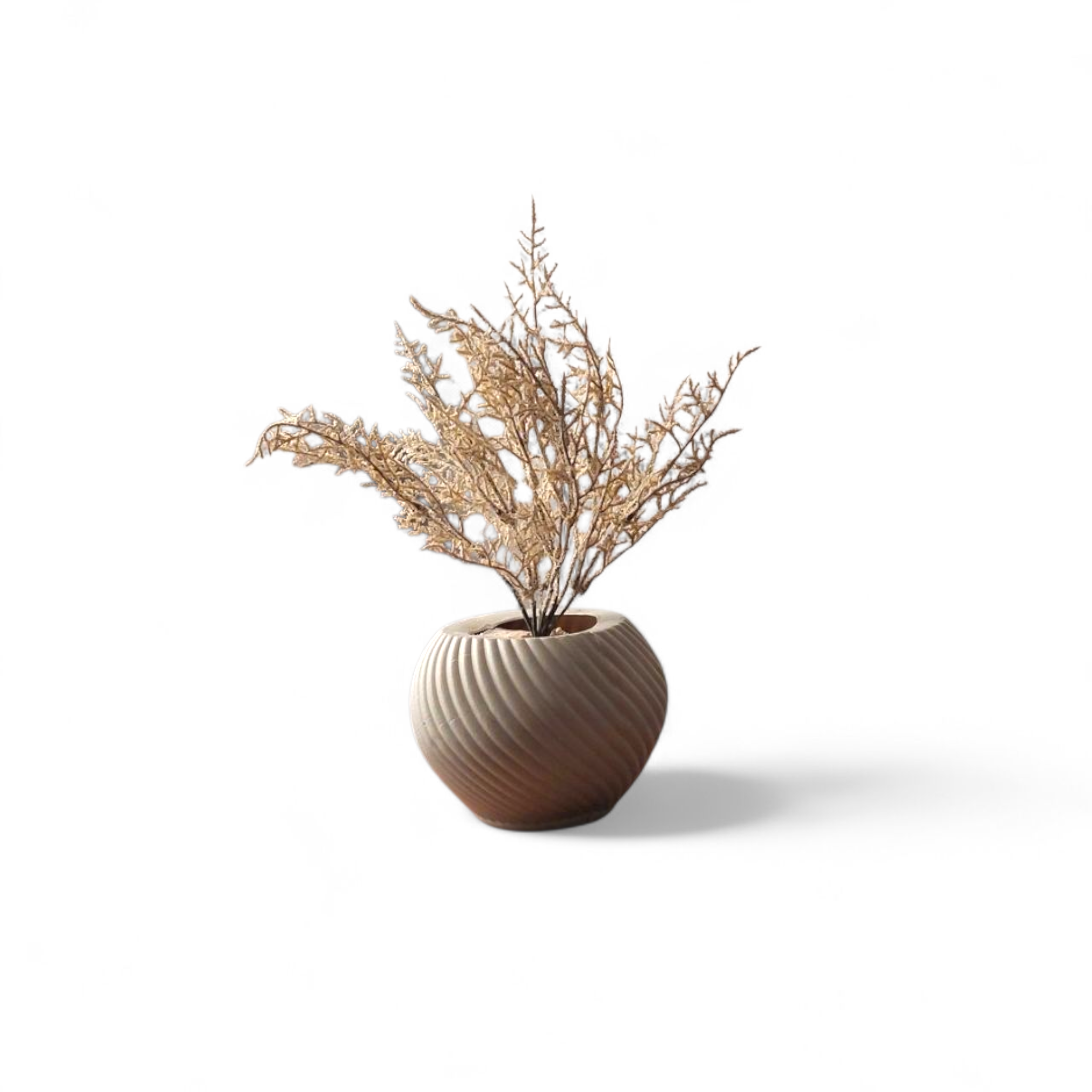 Small beige plant